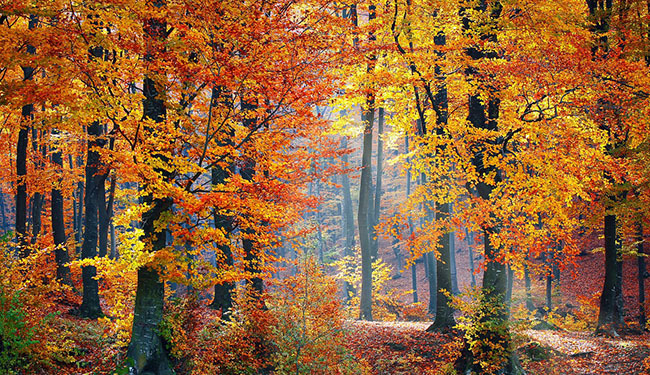fall color woods